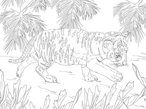 Snow Tiger Cub Coloring Page